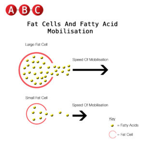 fat cells mobilised